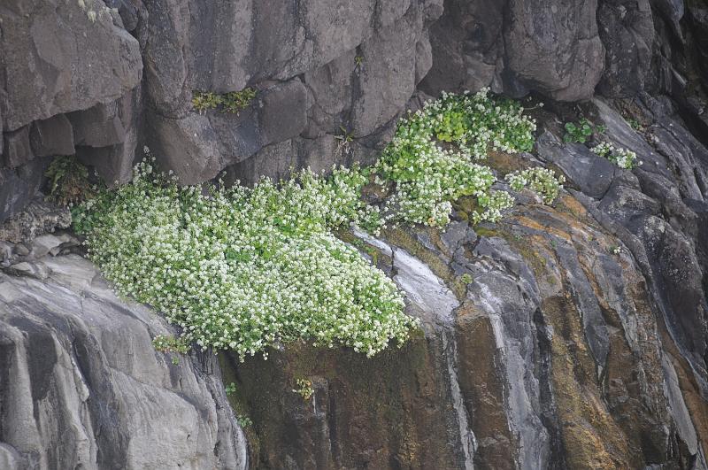cliff flowers.JPG